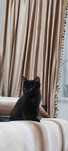 Котёнок котенок мысық мышық марғау