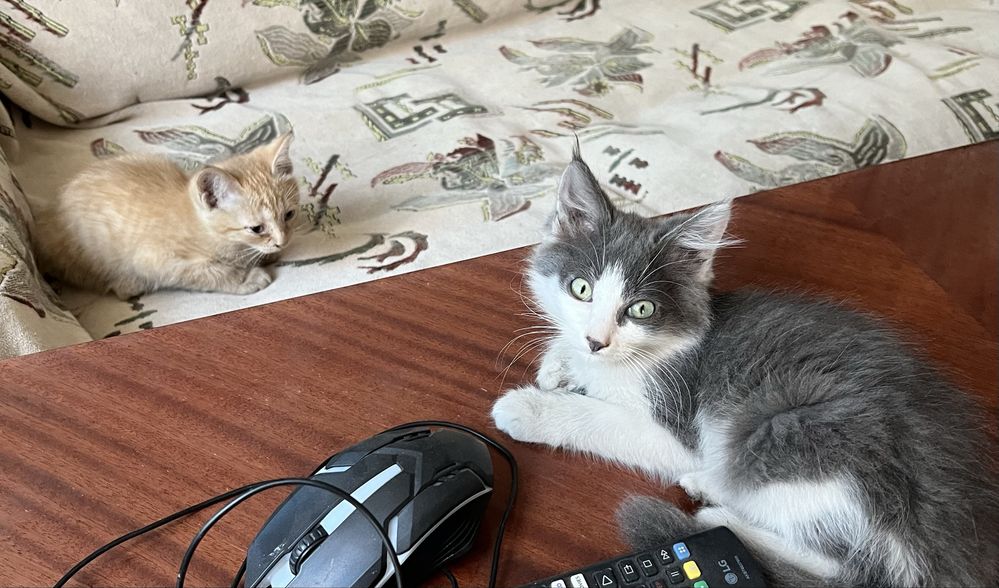 Отдам котят в добрые руки