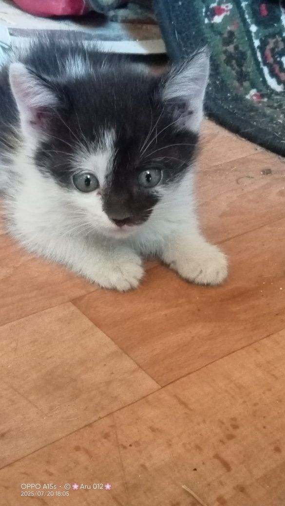 Котята бесплатно в добрые руки