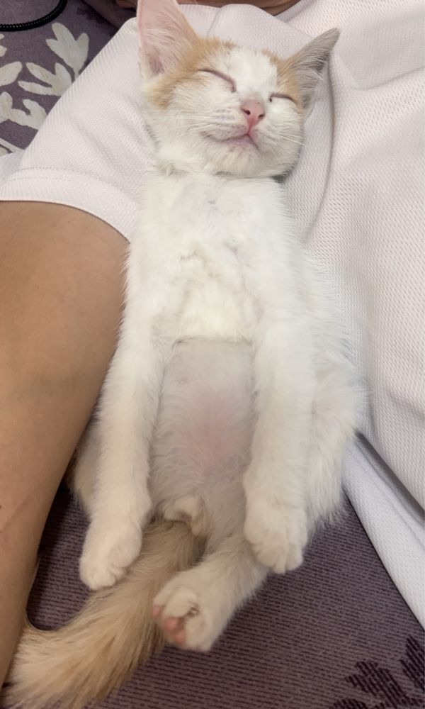 Отдам котенка в добрые руки
