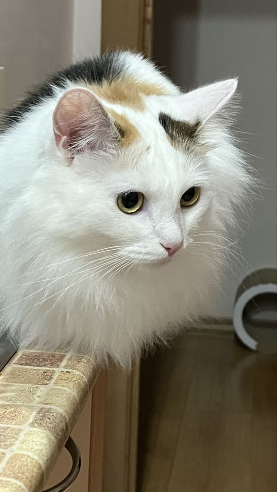 Кошка стерилизованная