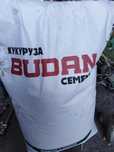 Продам семена кукурузы Budan