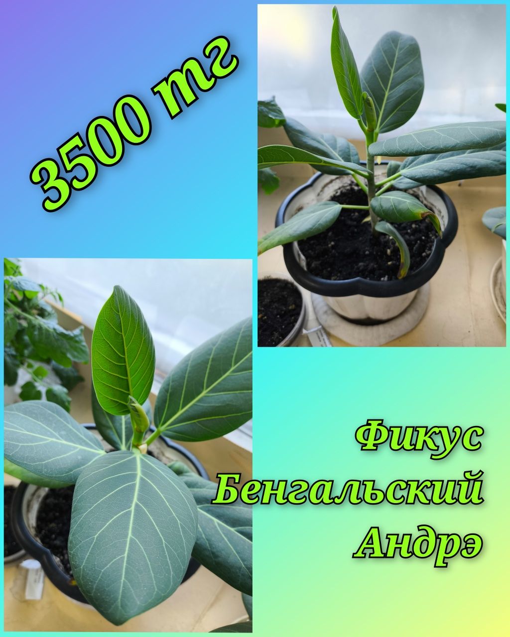 Фикусы, Глоксинии и другие