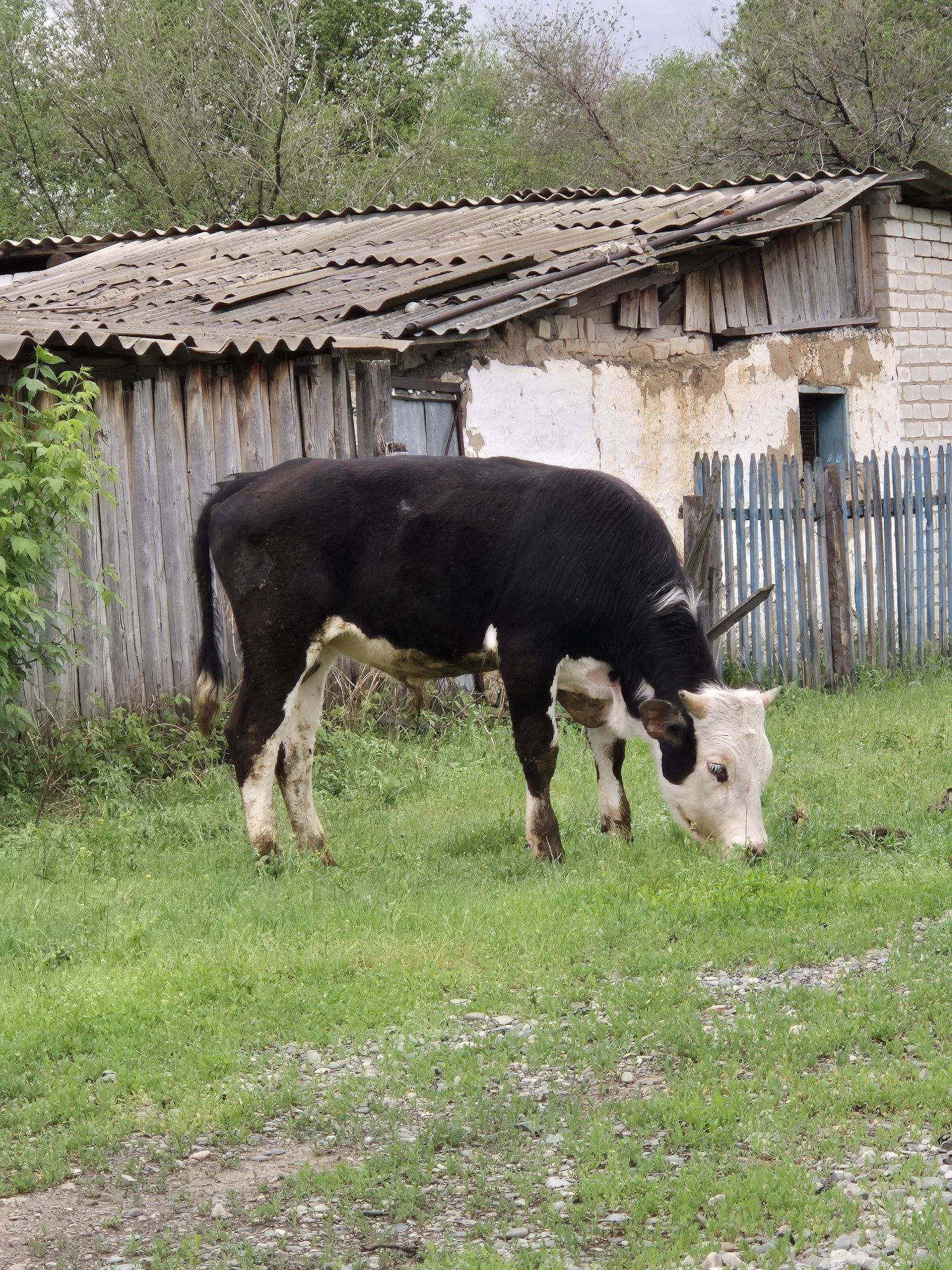 Бука  бычок сиыр