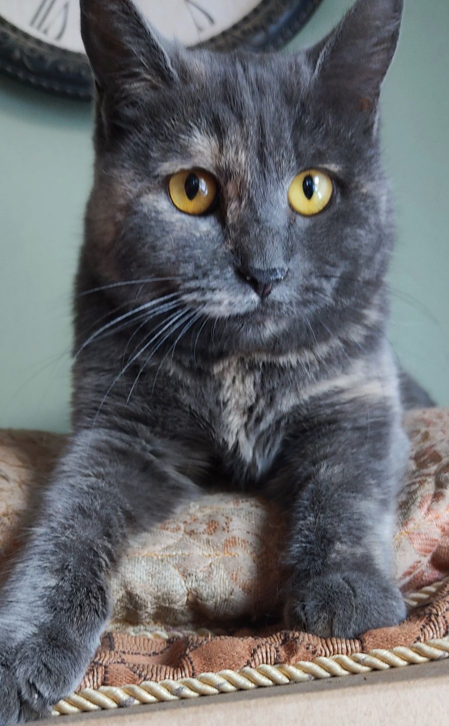 Красивая молодая кошечка