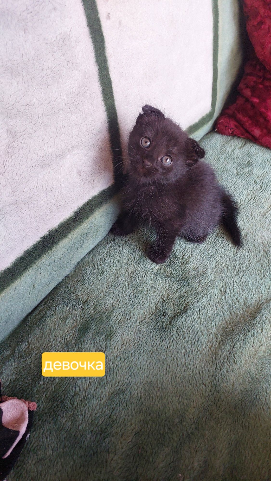 Веслоухие котята
