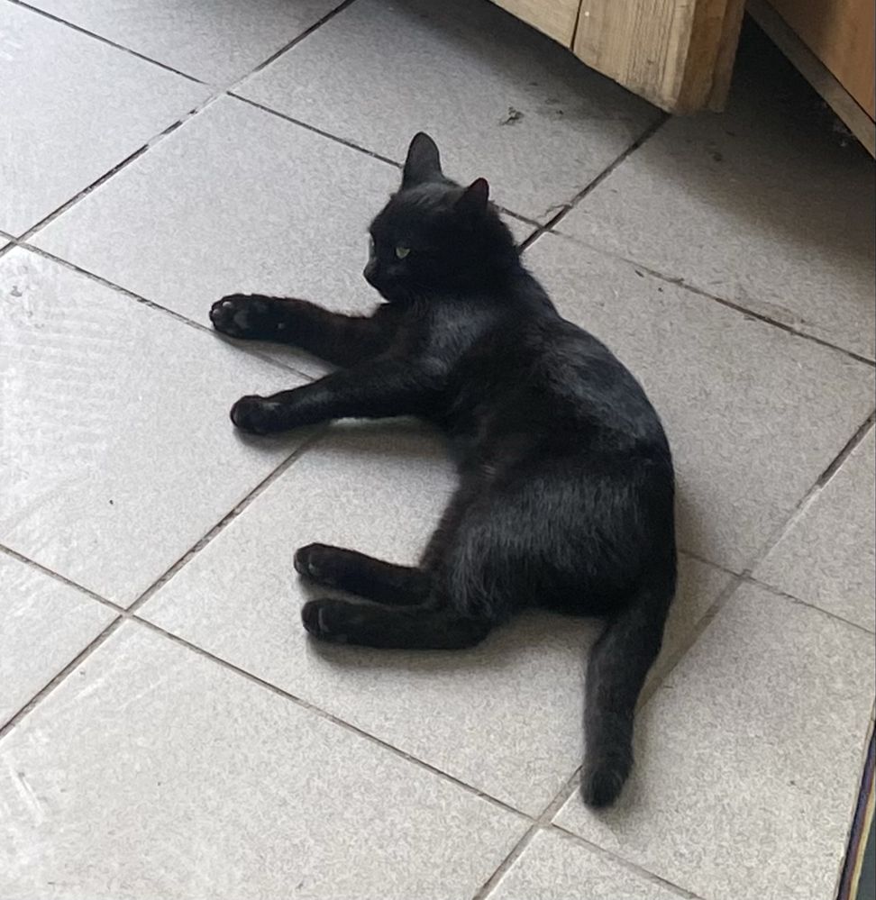 Кошечка,девочка,молодая