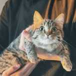 Котенок, девочка