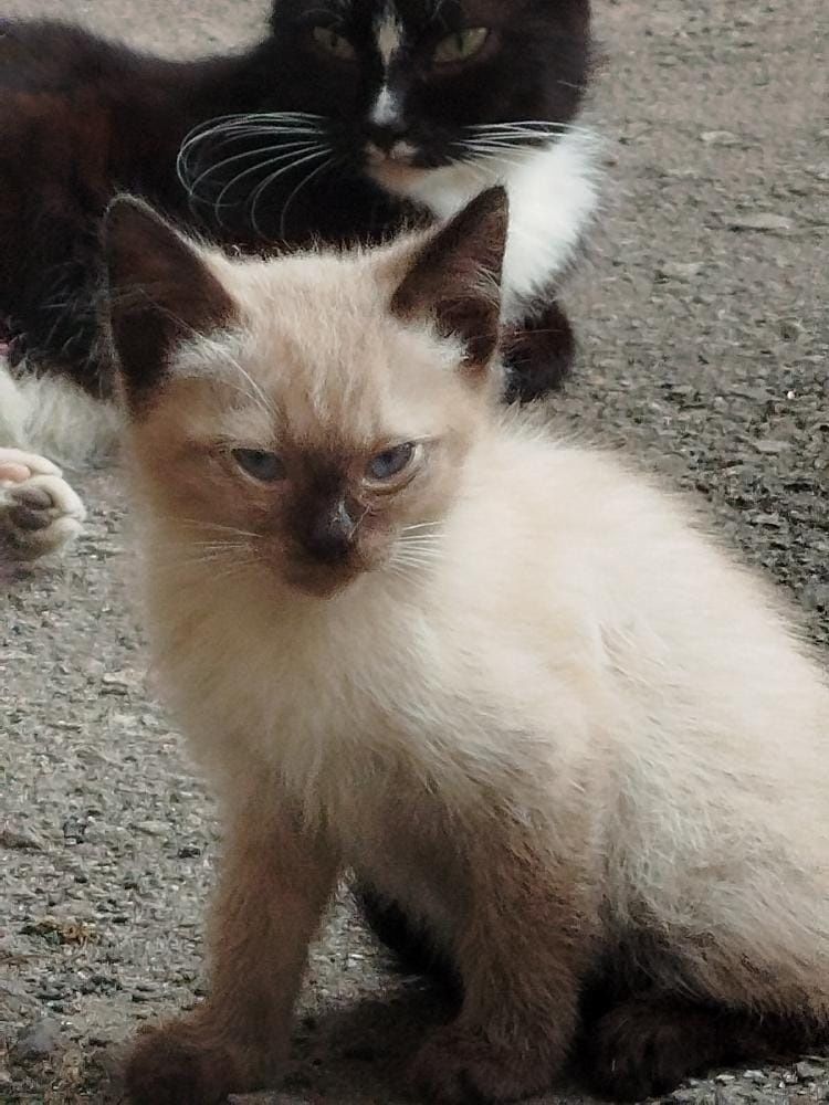 Котята бездомные