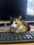Отдам котенка срочно