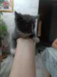 Отдам котенка в хорошие руки