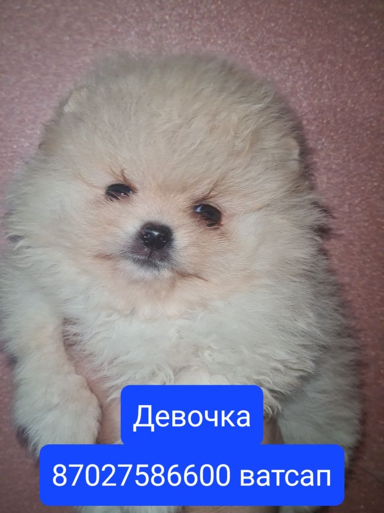 Продам щенков шпица.