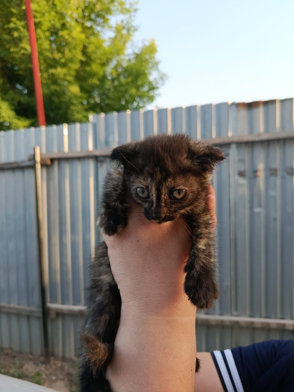 Котята даром в добрые руки
