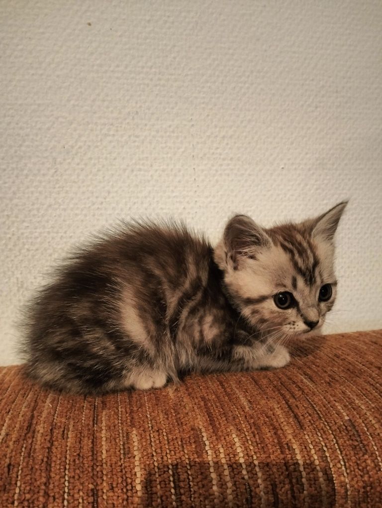 Отдам в надёжные руки
