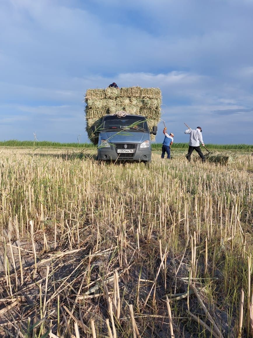 Жоңышқа, жонышка, қамыс прес сабан , бау қамыс, камыс бар. Жеткізу тег