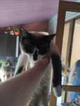 Отдам кота. Предположительно породы сноушу