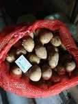 Продам свежую картошку