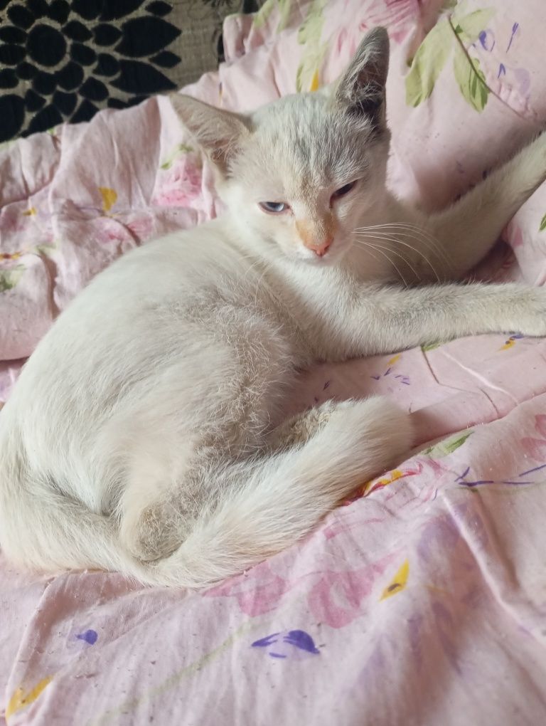 Котята ищут дом и любящих хозяев.