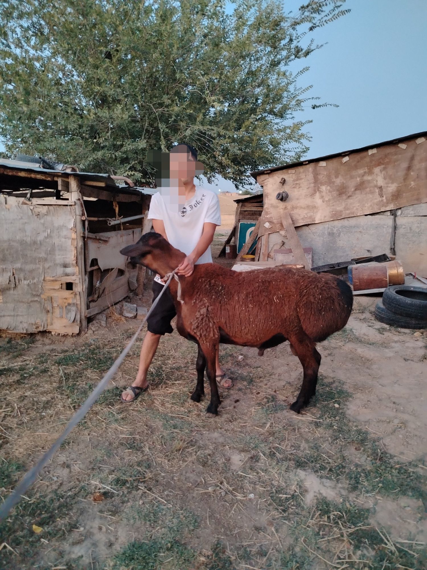 Гиссар қошқар. .