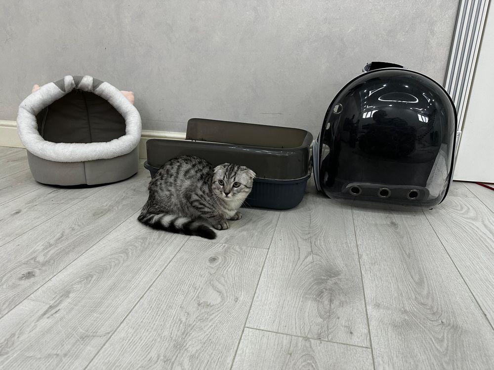 Шатланский котенок