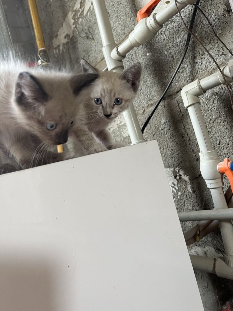 Отдам котят в добрые руки