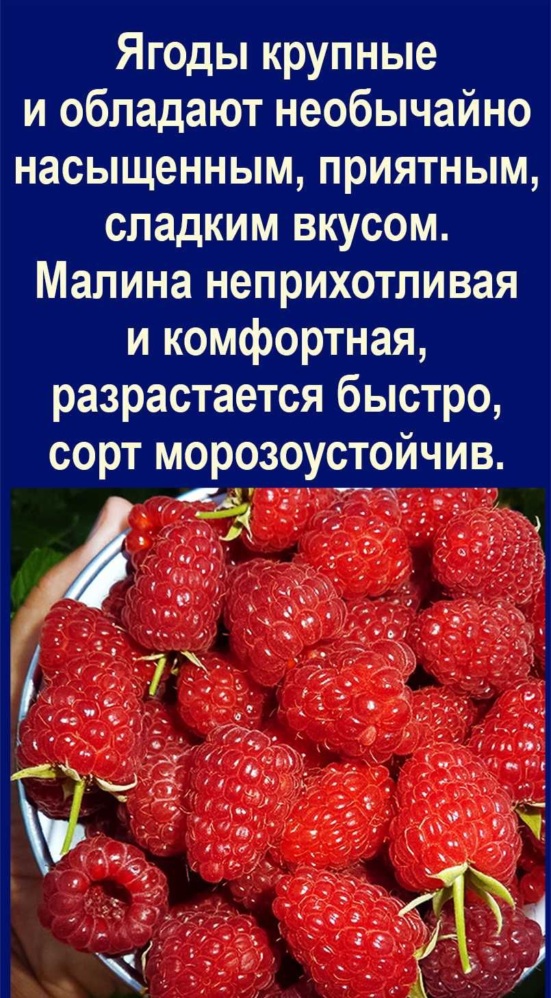 Продаются саженцы - кусты малины, выкопаем прямо при Вас.