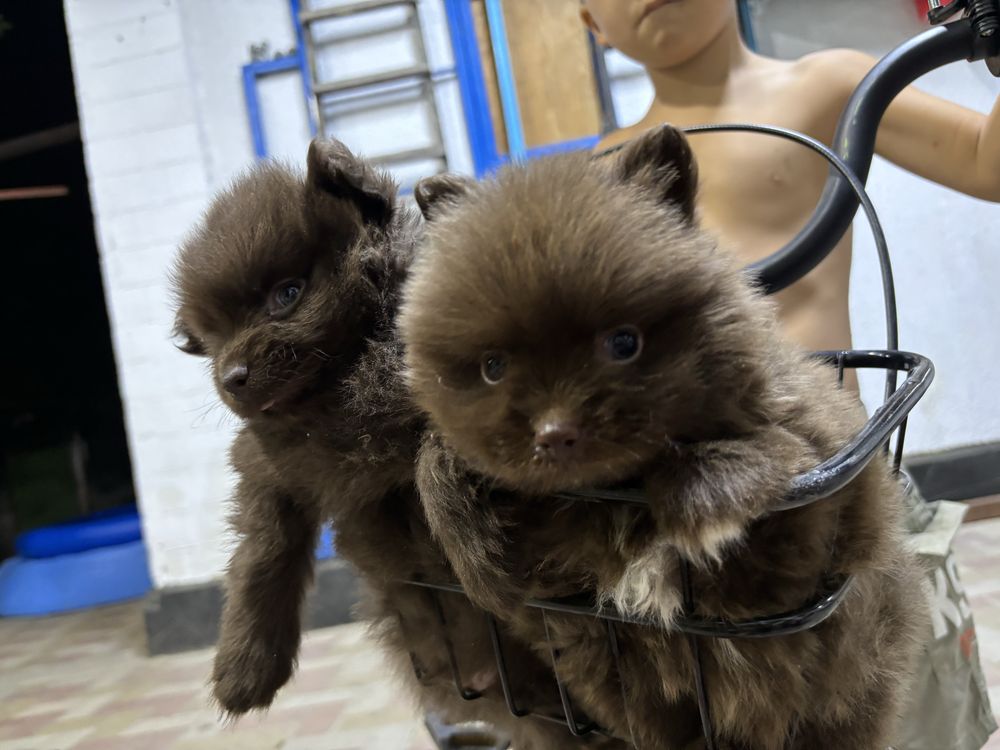 продам собаку шпиц