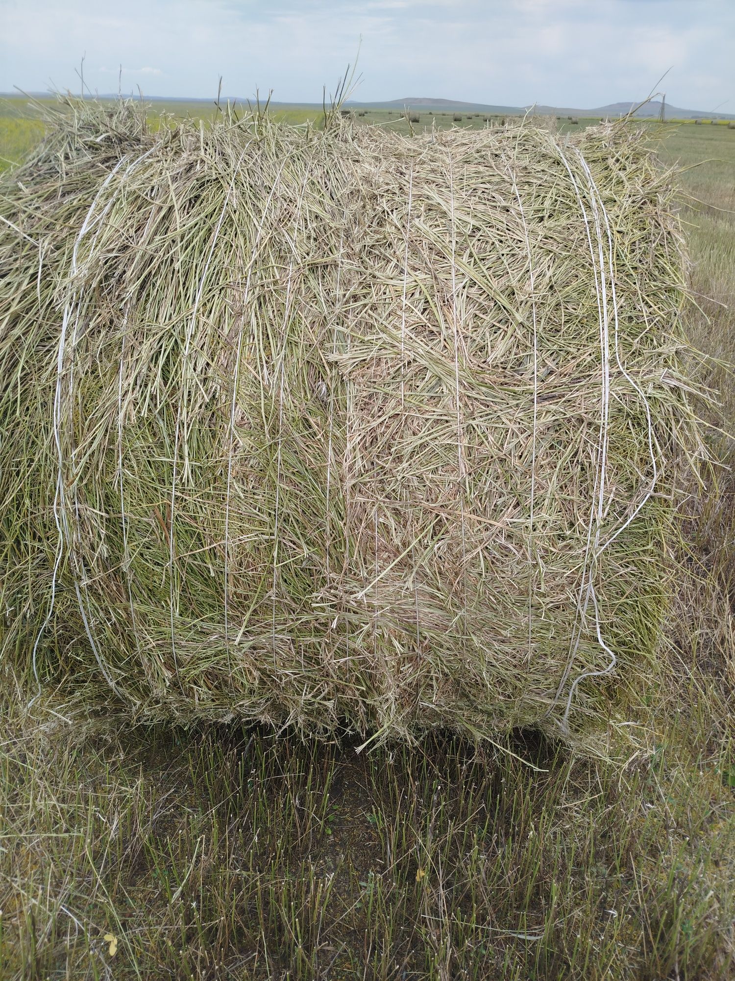 Продам сено в рулонах