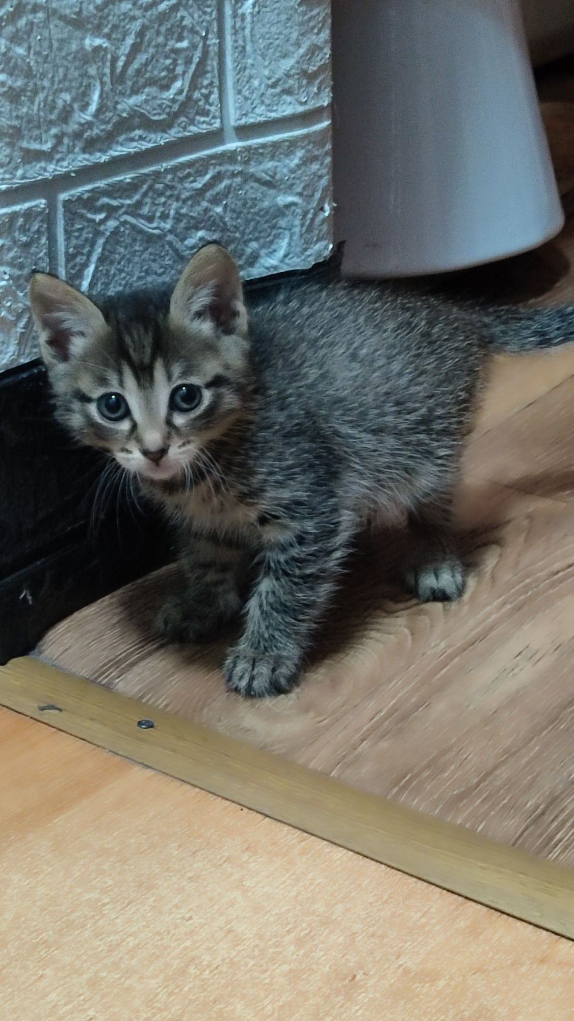 Котята отдам в хорошие руки
