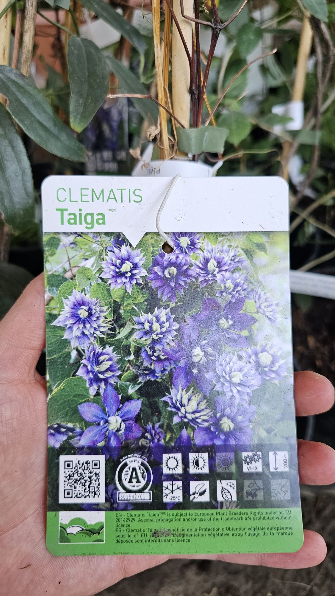 Клематис , саженцы клематиса