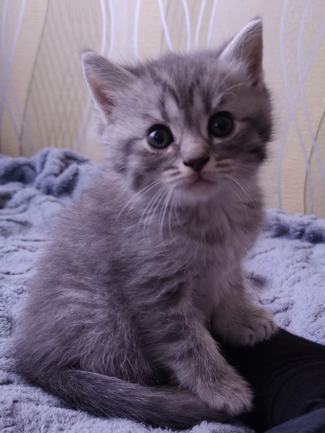 Продам породистых котят