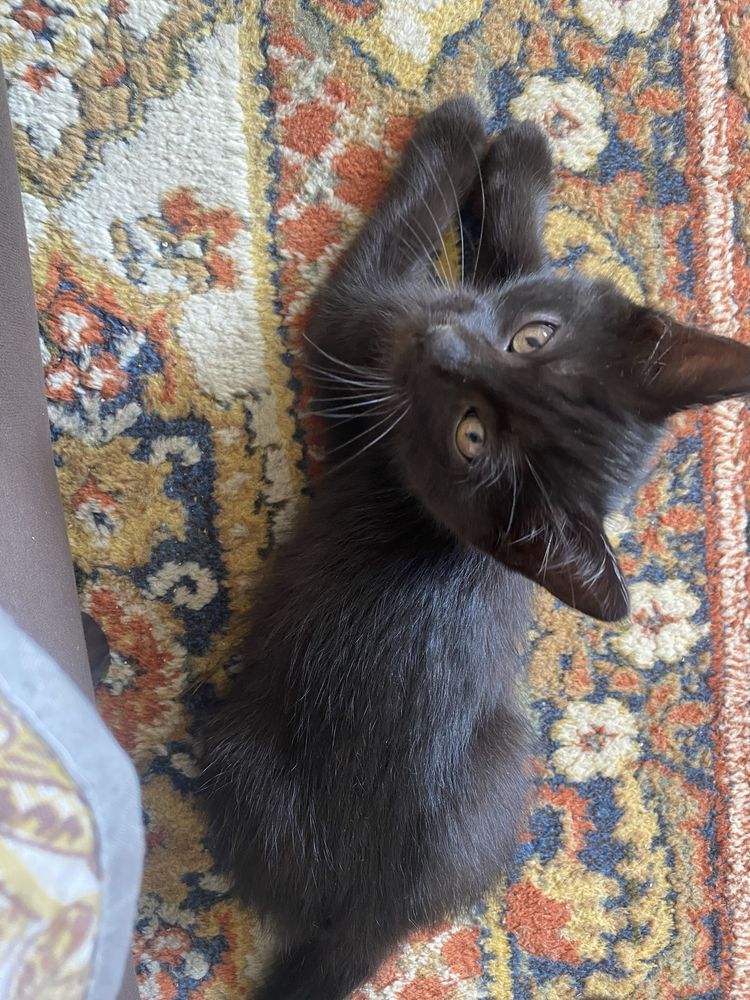 Котята, мысыктар