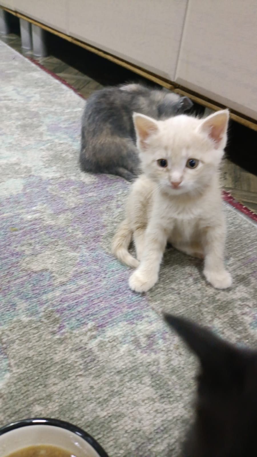 Отдам котят в добрые руки!
