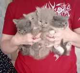 Чудесные котята ищут новый дом)