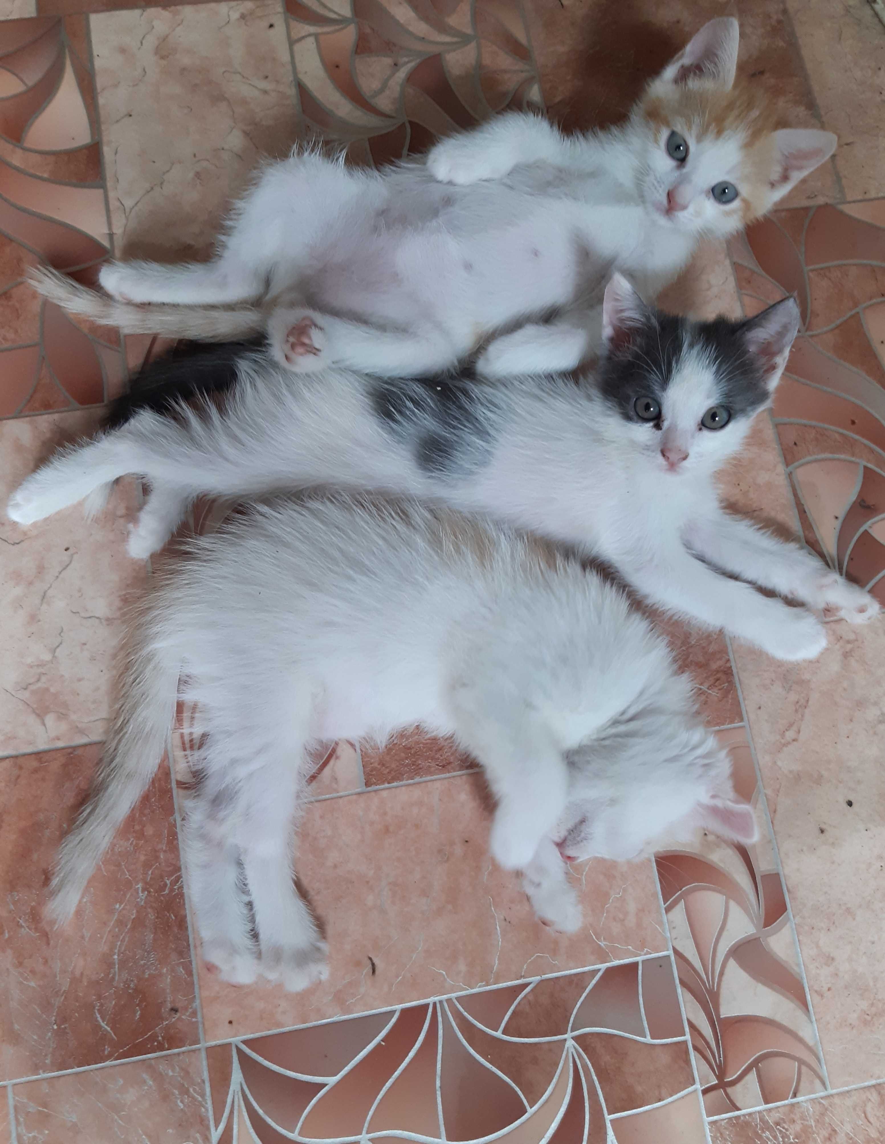 Вислоухие котята
