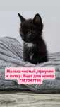 отдам котенка в хорошие руки
