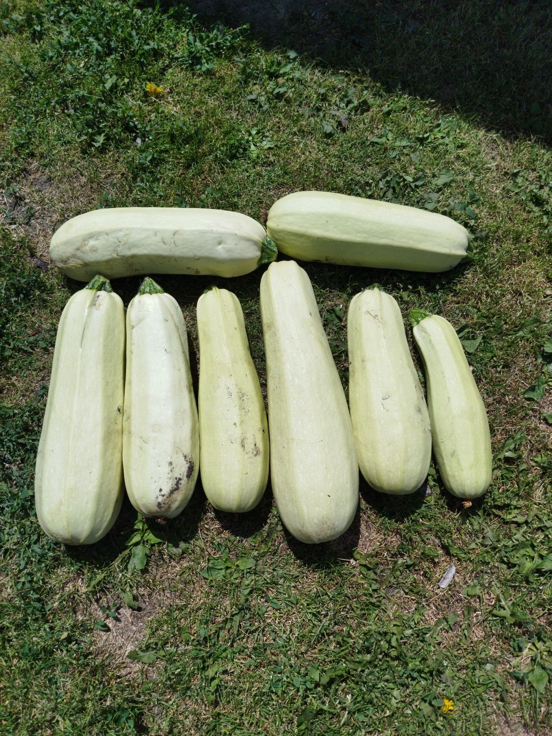 Продам кабачки..