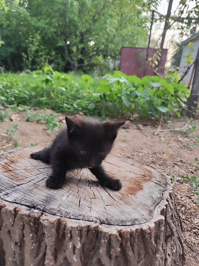 Отдам котят 5 штук