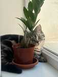 Вязка кота (Scottish cat)