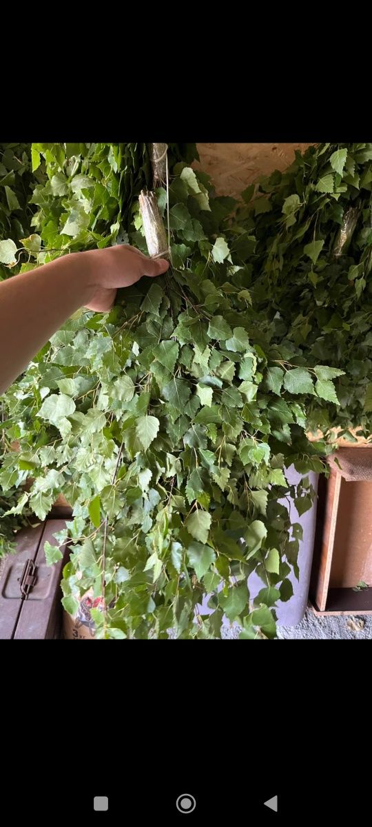 Продам банные веники березовые