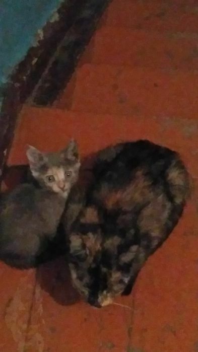Котята котята котята