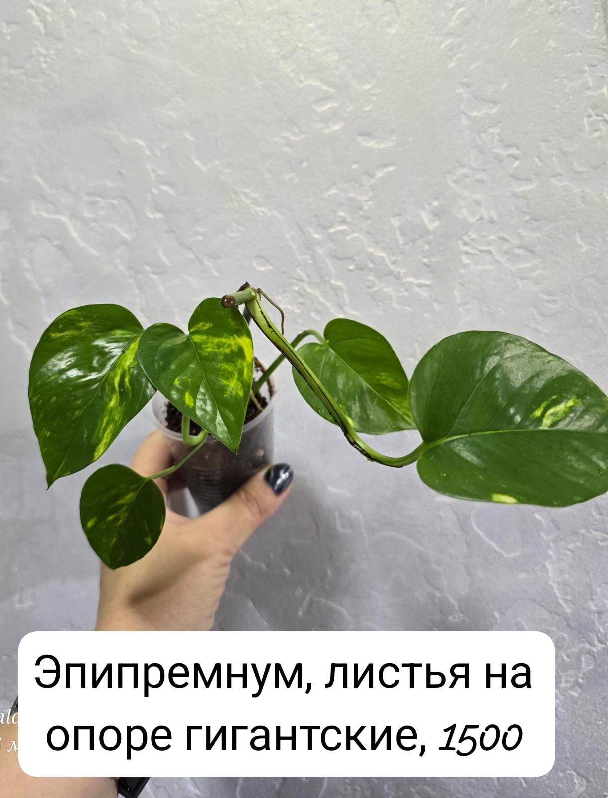 Комнатные    цветы