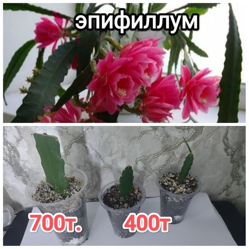 Комнатные растения