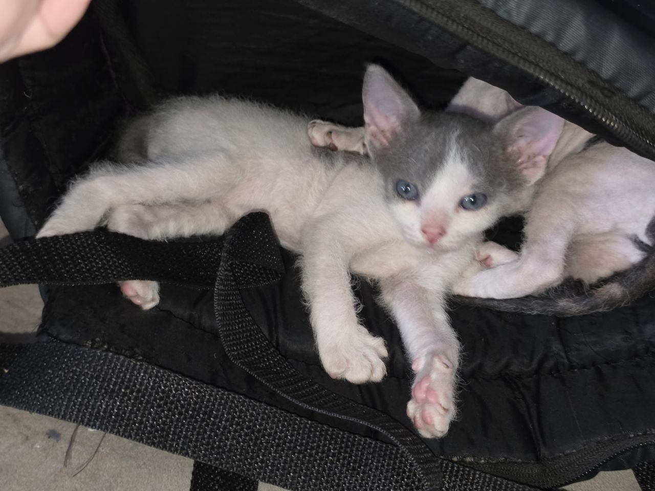 Котята сфинксы брашики