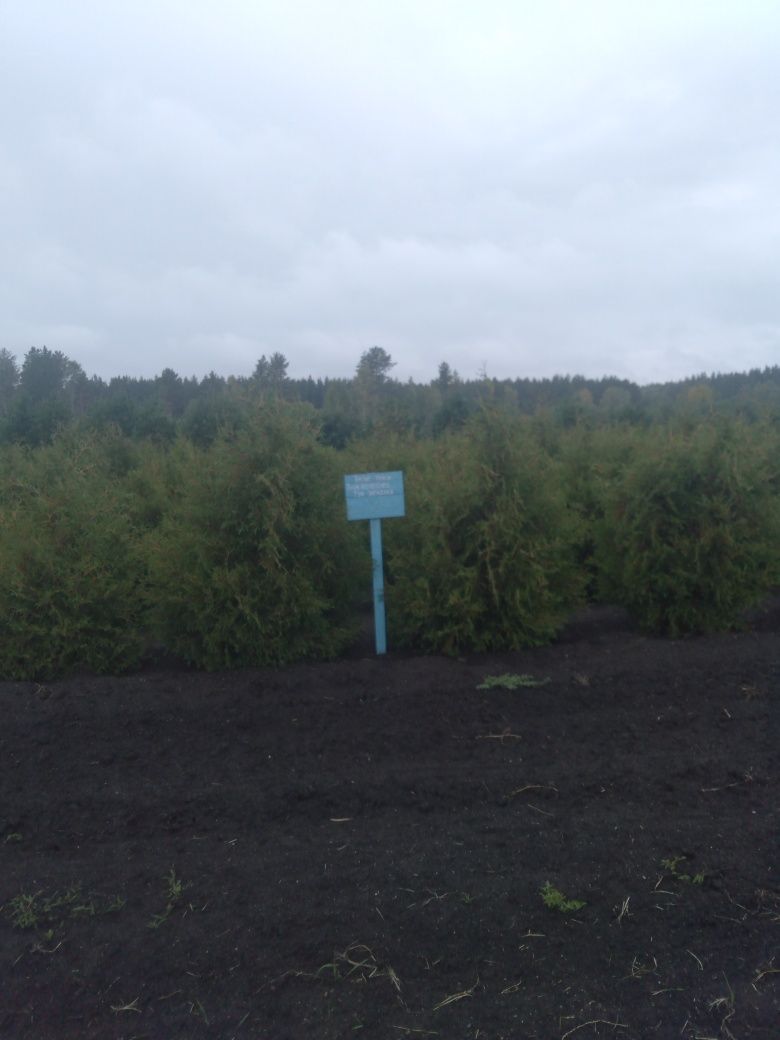 Продам саженцы хвойных и лиственных пород!!!  Кустарники..