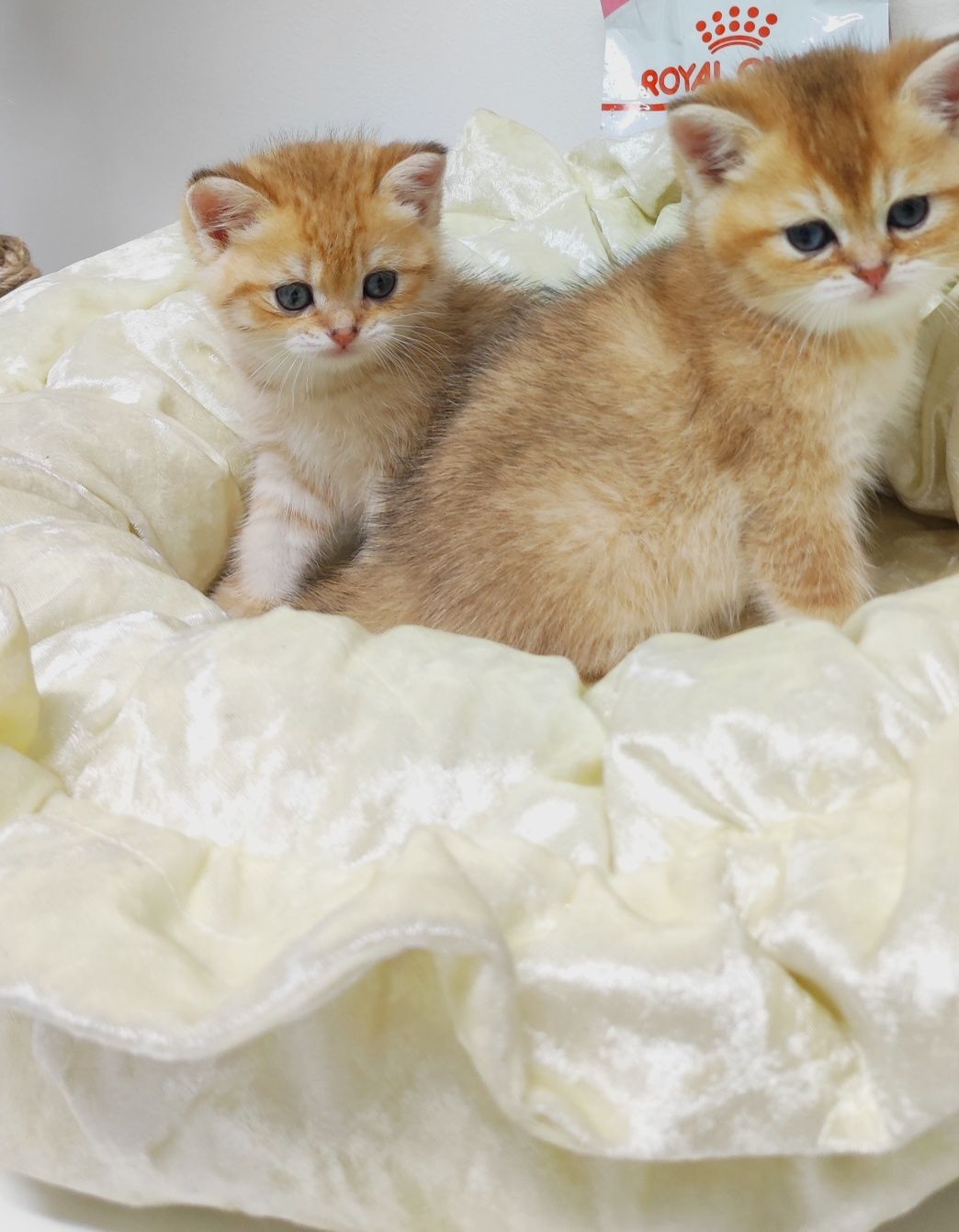 Котики британские золотые