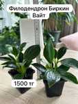 Продам комнатные растения
