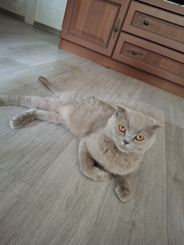 Шотландская вислоухая кошка
