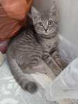Котенок мальчик!!!