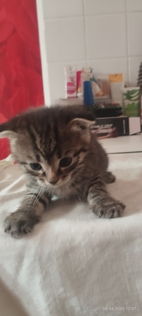 Дарю котят бесплатно